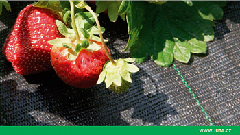 Агротекстиль Agrojutex 2,10х100м/130
